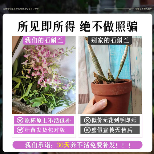 秋石斛泼墨石斛兰花盆栽带花苞澳洲香水耐寒浓香桌面盆景绿植好养 - 图0