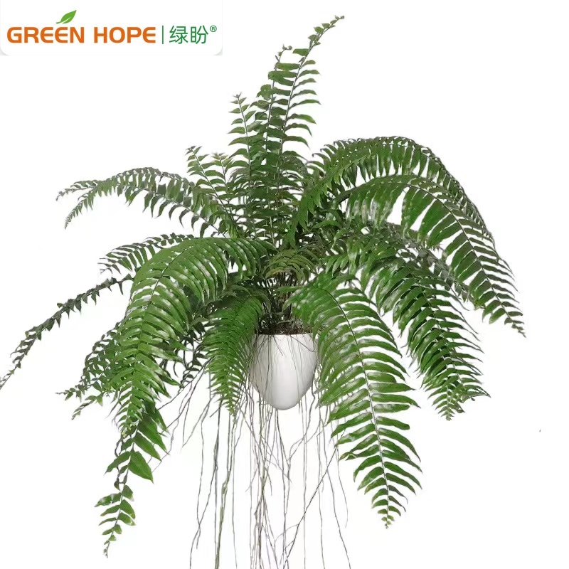 霸王蕨长叶垂吊式蕨类植物客厅书房长叶肾蕨净化空气吸甲醛好养 - 图3