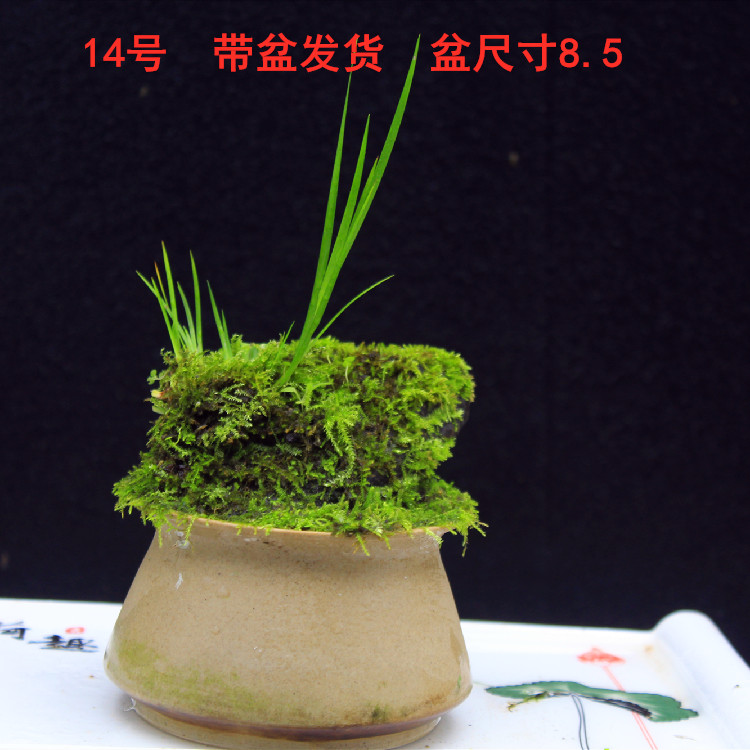 植物带盆龙根虎须假山菖蒲花卉盆景水培昌蒲草盆栽客厅办公室绿植 - 图2