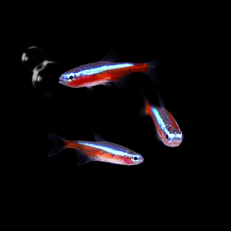 巴西宝莲灯鱼红鼻子剪刀鱼群游热带观赏鱼草缸群游小型淡水灯科-图2