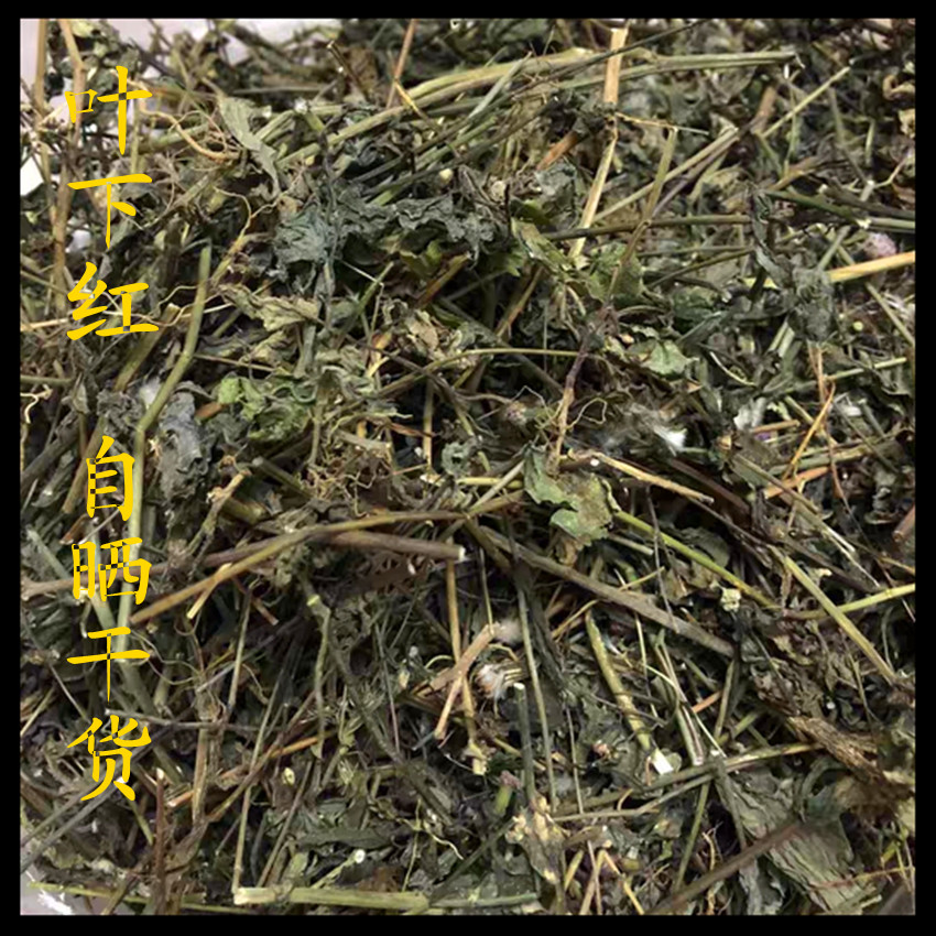 新鲜现采潮汕青草药 叶花红 羊蹄草 叶下红 红娘仔 红背叶 一点红 - 图3