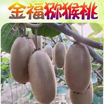 Week to odd kiwifruit golden fu 10 catty to handle a bag lost in the bad of Shunfeng Jingdong