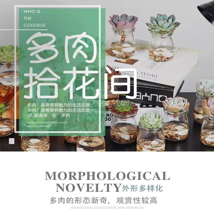 群生 老桩多肉系列  各种造型老桩多肉植物云南直发 新手专属多肉,淘宝优惠券,粉丝福利购,淘宝优惠卷