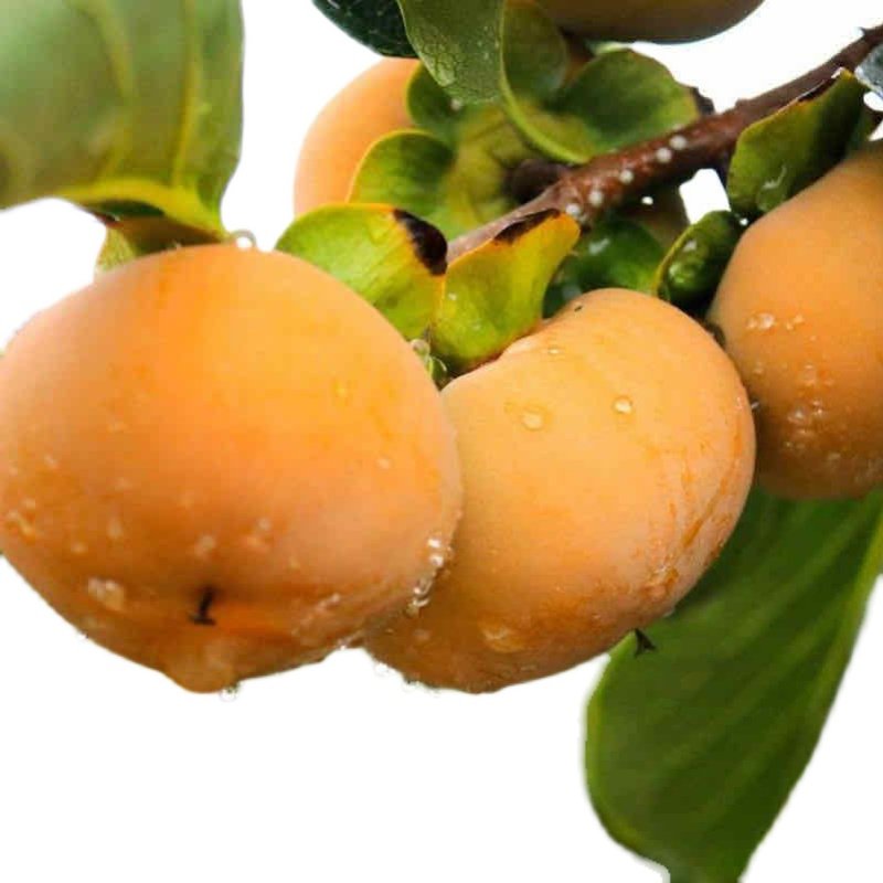 现摘现发顺丰包邮脆柿子甜柿子新鲜孕妇水果10斤,淘宝优惠券,粉丝福利购,淘宝优惠卷