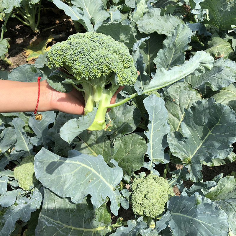 晓玲农场新鲜现摘西兰花西蓝花绿花菜青花椰菜菜花时令蔬菜3斤 - 图1