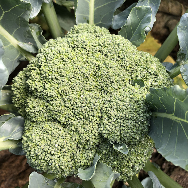 京东顺丰包邮新鲜现摘西兰花西蓝花绿花菜青花椰菜菜花时令蔬菜,淘宝优惠券,粉丝福利购,淘宝优惠卷