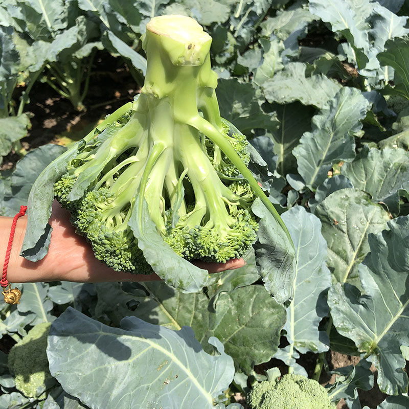 京东顺丰包邮新鲜现摘西兰花西蓝花绿花菜青花椰菜菜花时令蔬菜,淘宝优惠券,粉丝福利购,淘宝优惠卷