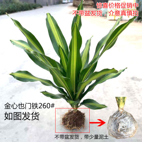 也门铁盆栽巴西木香龙血树彩叶植物室内办公客厅四季常青观叶花卉 - 图1