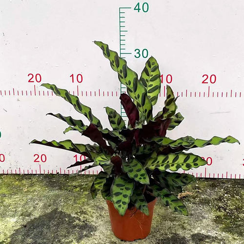 豹纹竹芋盆栽彩叶豹斑绿脉竹芋植物室内办公桌面花卉四季常青包邮 - 图1