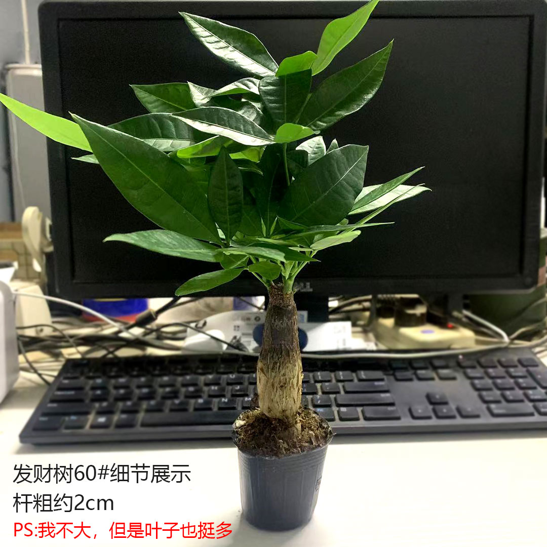 三杆发财树盆栽步步高招财水培植物室内客厅桌面小型花卉净化空气 - 图1