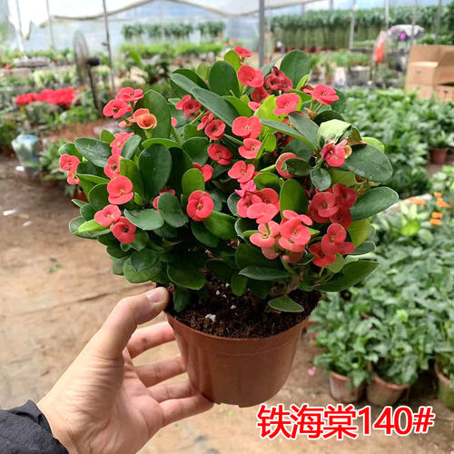 铁海棠盆栽虎刺梅带花苞室内外桌面阳台庭院花卉四季开花不断包邮 - 图0