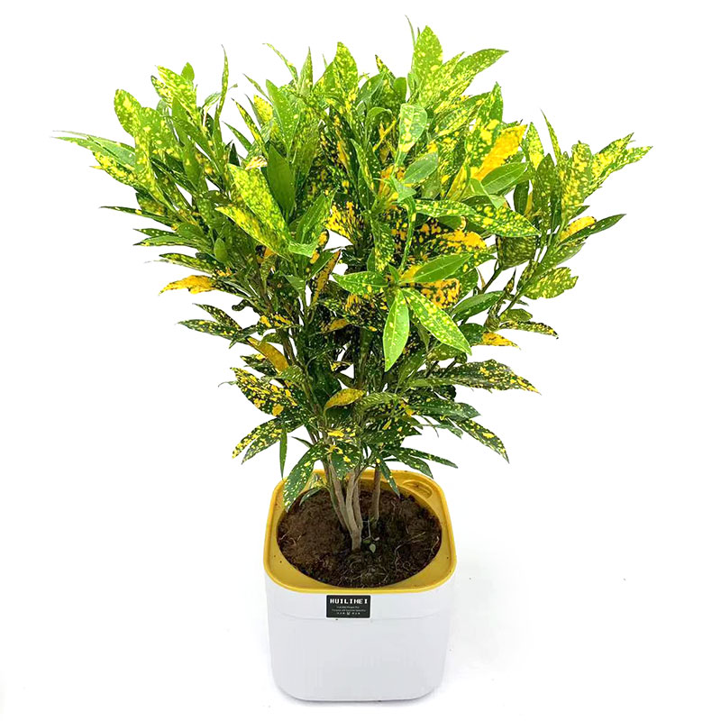 洒金榕袋苗盆栽工程苗室外阳台庭院耐热耐晒观叶植物彩色叶子喜庆 - 图3