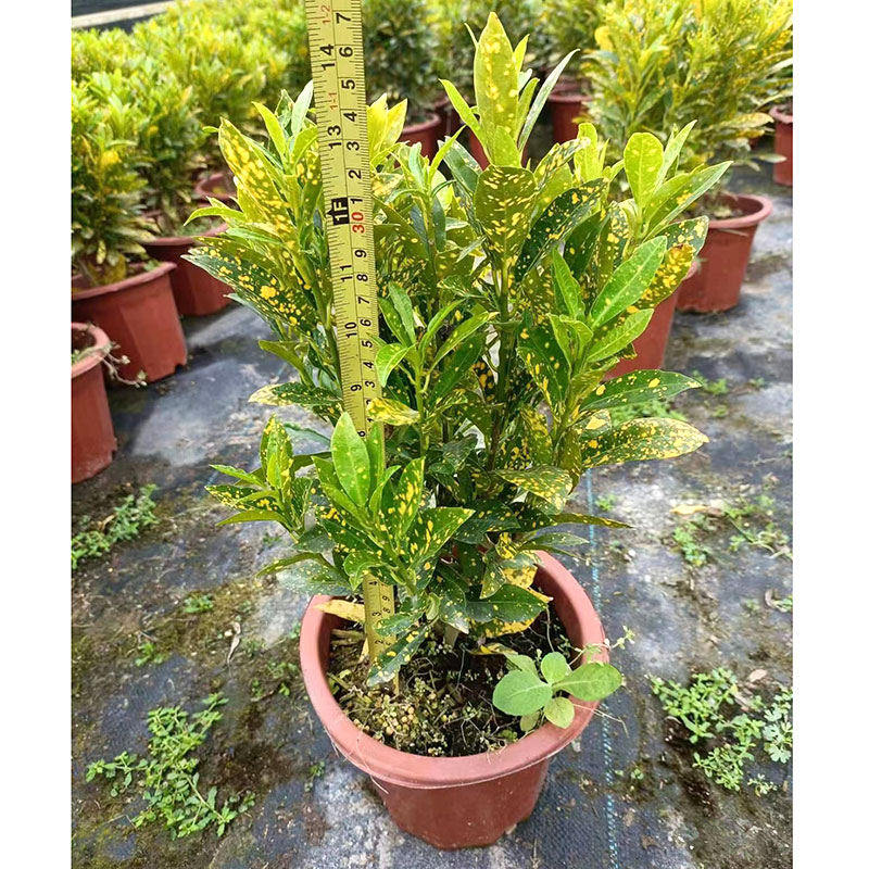 洒金榕袋苗盆栽工程苗室外阳台庭院耐热耐晒观叶植物彩色叶子喜庆 - 图2