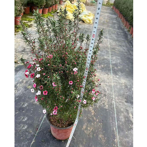 松红梅盆栽苗带花大苗老桩三色澳洲雪室内客厅阳台耐寒植物禾森园 - 图2