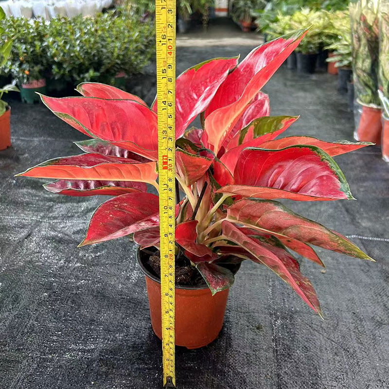 中国红盆栽如意皇后水土培苗室内办公客厅桌摆观叶彩叶植物易养护,淘宝优惠券,粉丝福利购,淘宝优惠卷