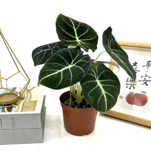 黑天鹅绒海芋网红观叶竹芋热带稀有北欧盆栽室内桌面办公耐阴绿植 - 图0