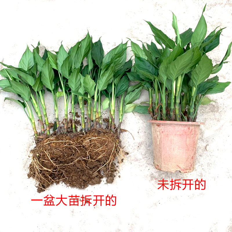 万年青盆栽客厅植物观叶银皇后花粉黛室内四季常青水土养净化空气 - 图2