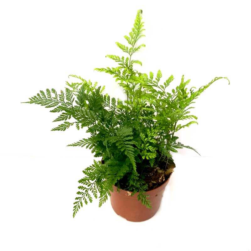 小狼尾蕨盆栽兔脚蕨银线蕨室内桌面办公绿植墙微景观雨林缸耐阴寒,淘宝优惠券,粉丝福利购,淘宝优惠卷