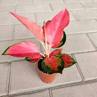 贵夫人盆栽吉利满堂红吉祥如意万年青皇后室内小型观叶粗肋草植物 虎窝淘