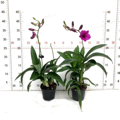 石斛兰盆栽带花泼墨兰花室内桌面客厅绿植常年开花好养护四季开花 - 图2