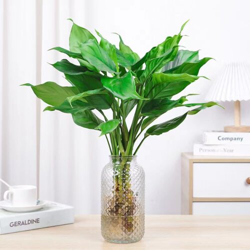 万年青盆栽客厅植物观叶银皇后花粉黛室内四季常青水土养净化空气 - 图1