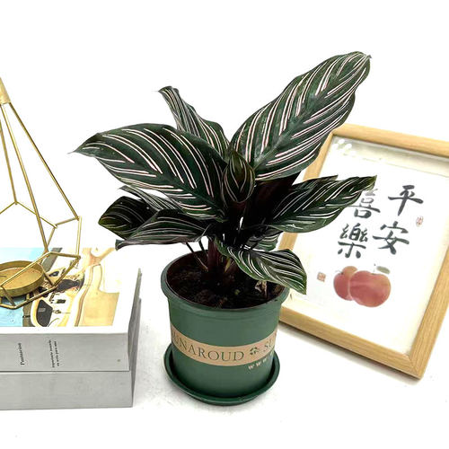 双线竹芋盆栽紫背彩叶花卉室内办公桌面耐阴观叶植物四季常青植物 - 图0