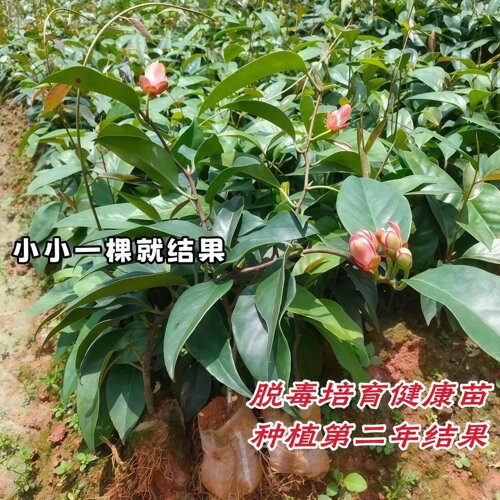 黑老虎树苗紫黑布福娜果苗大血藤果盆栽地栽爬藤当年结果恶魔果实 - 图0