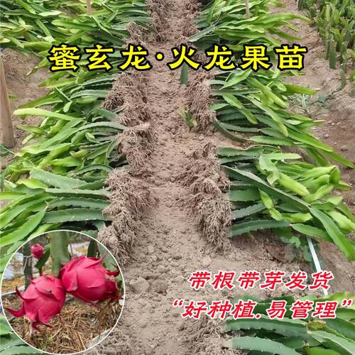 红心火龙果苗盆栽金都一号桂红龙大红龙燕窝黄皮火龙果树苗带根系 - 图0