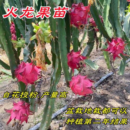 红心火龙果苗盆栽金都一号桂红龙大红龙燕窝黄皮火龙果树苗带根系 - 图2