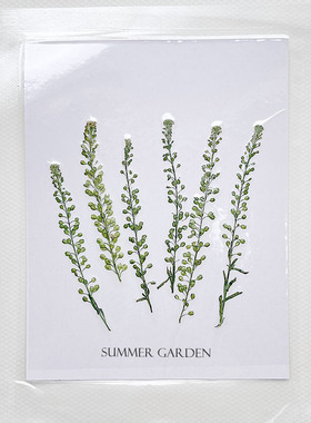 Summer garden 独行菜干花押花压花包水晶滴胶diy材料填充封入物