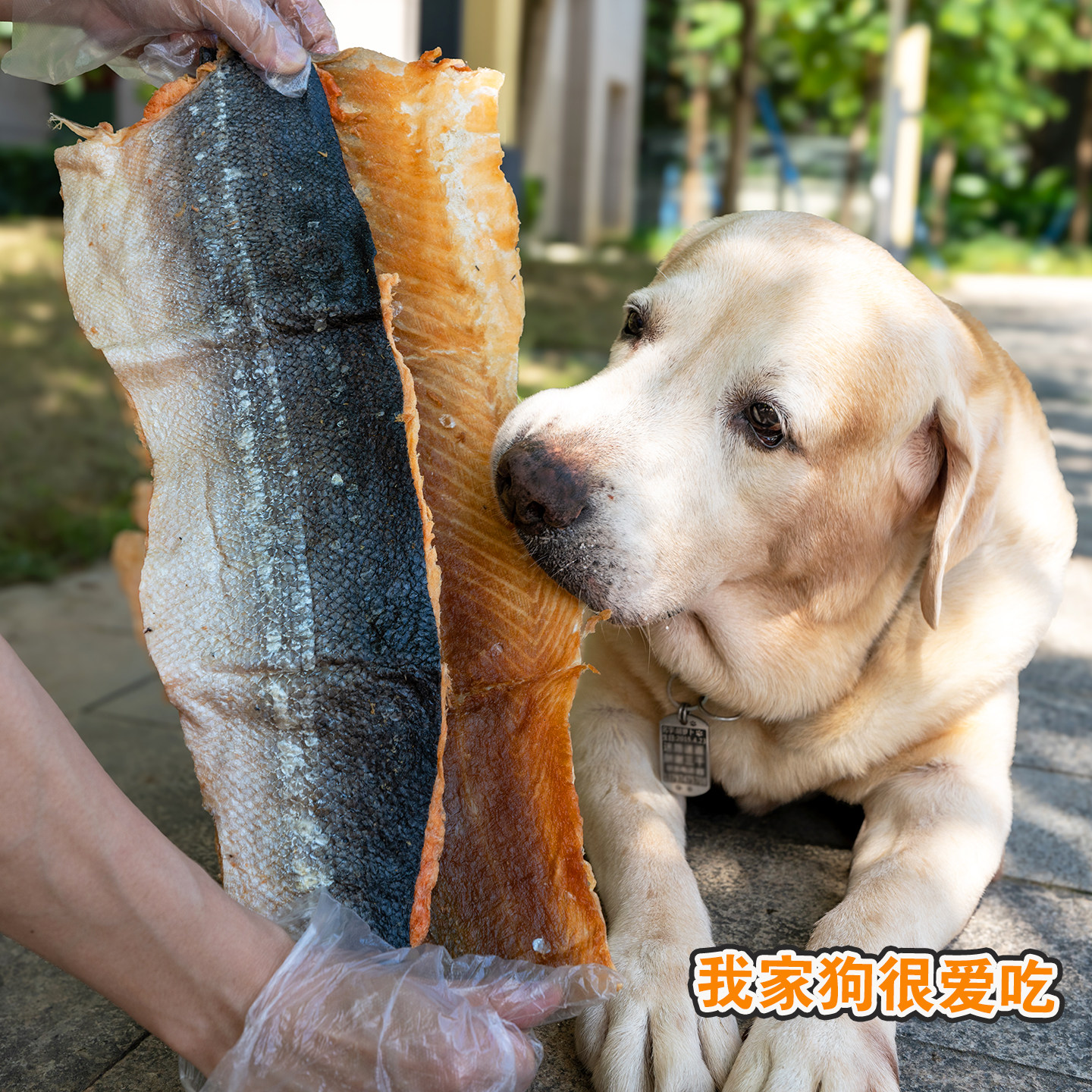 特大冻干带肉三文鱼皮宠物零食狗狗磨牙洁齿营养幼犬大狗奖励肉干,淘宝优惠券,粉丝福利购,淘宝优惠卷