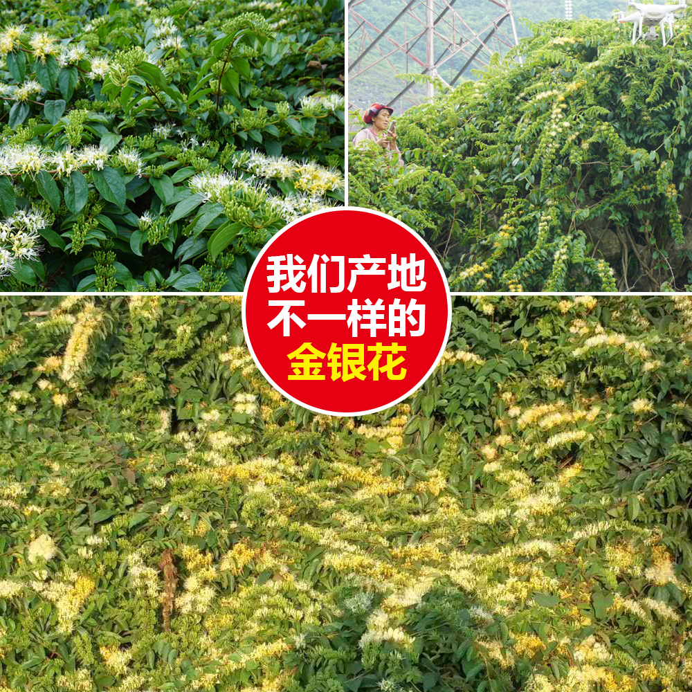 天然野生金银花茶中药材250g非清火茶 婴儿泡澡 农家干金银花泡水