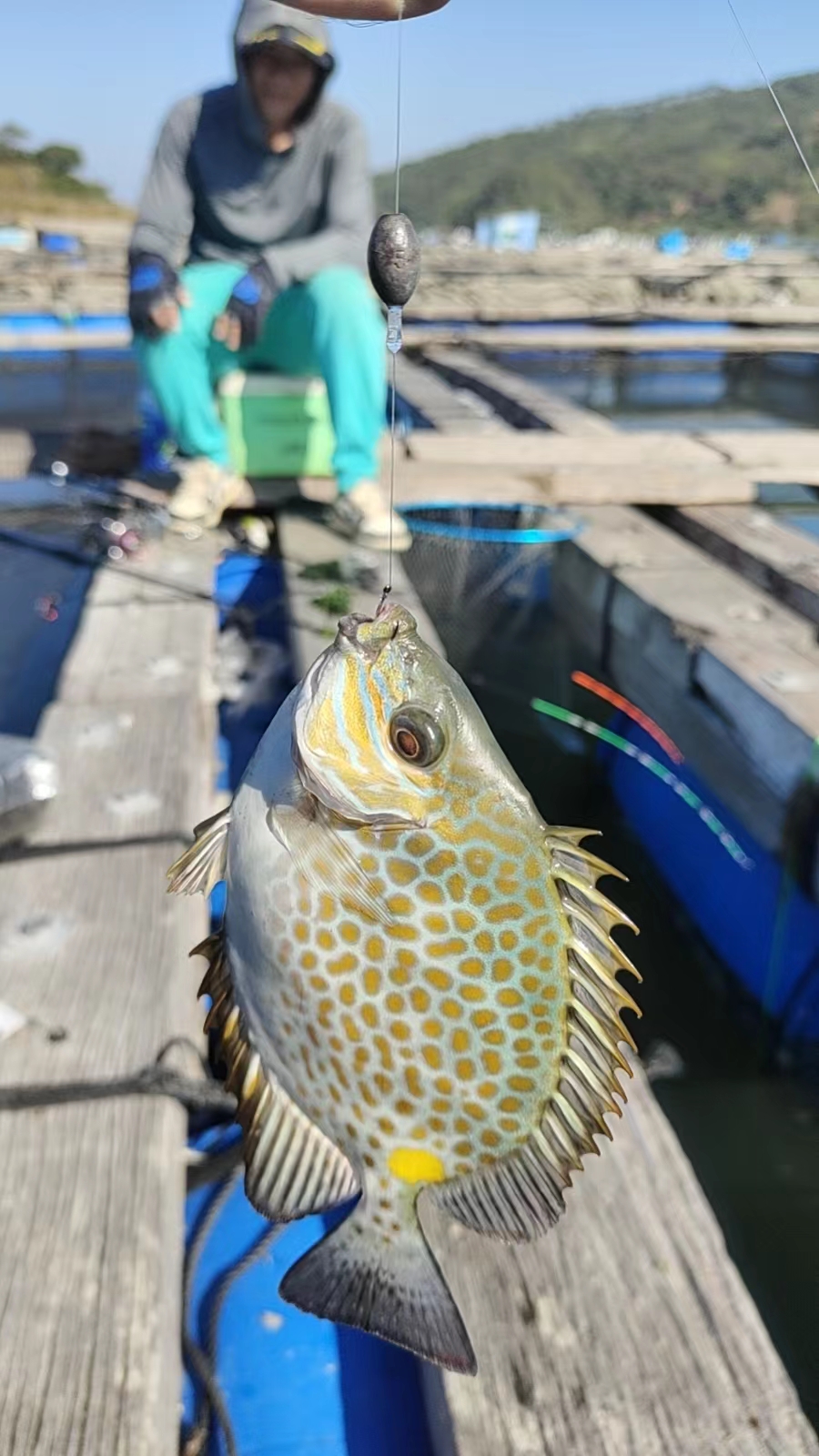 缓沉膨化片状海鱼饲料高蛋白打窝料颗粒乌头黑鲷泥猛钓沉底鱼饵 - 图2