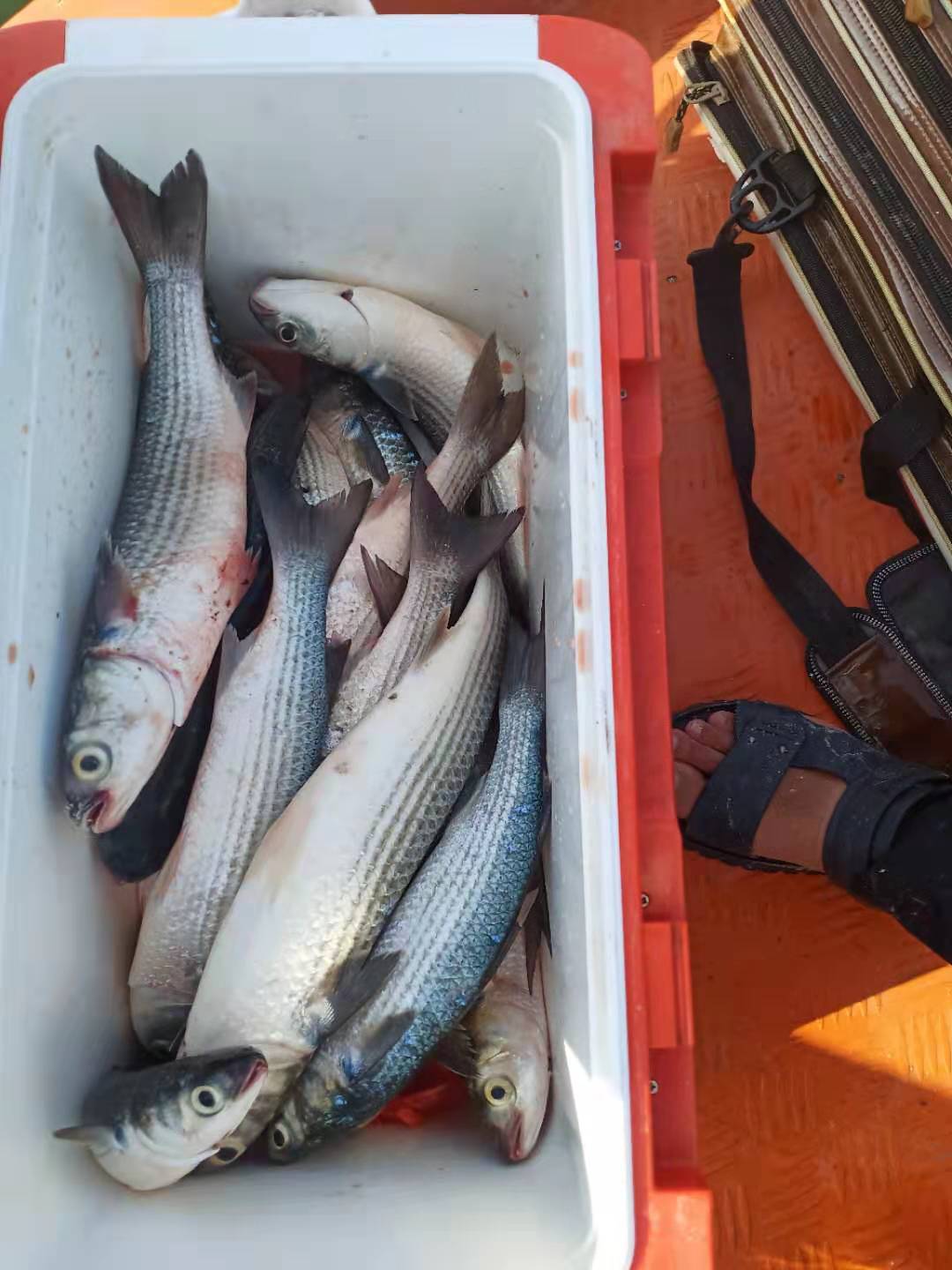 高蛋白膨化水产饲料海钓腥香味饵料金鲳乌头泥猛鲷鱼浮水颗粒钓饵 - 图0