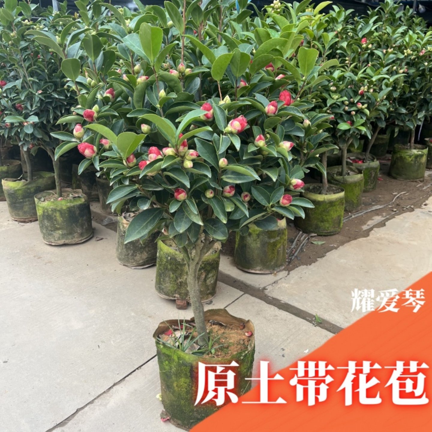 茶花树苗名贵山茶花盆栽夏日七星带花苞香妃室内绿植名贵花卉植物,淘宝优惠券,粉丝福利购,淘宝优惠卷