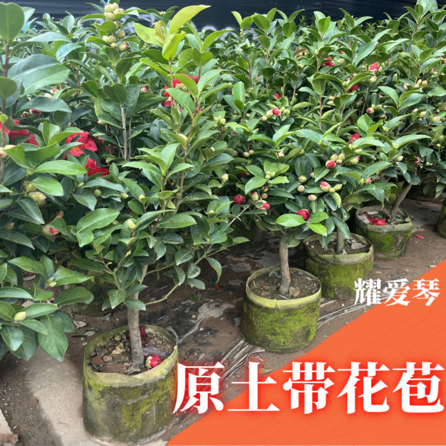 茶花树苗名贵山茶花盆栽夏日七星带花苞香妃室内绿植名贵花卉植物,淘宝优惠券,粉丝福利购,淘宝优惠卷