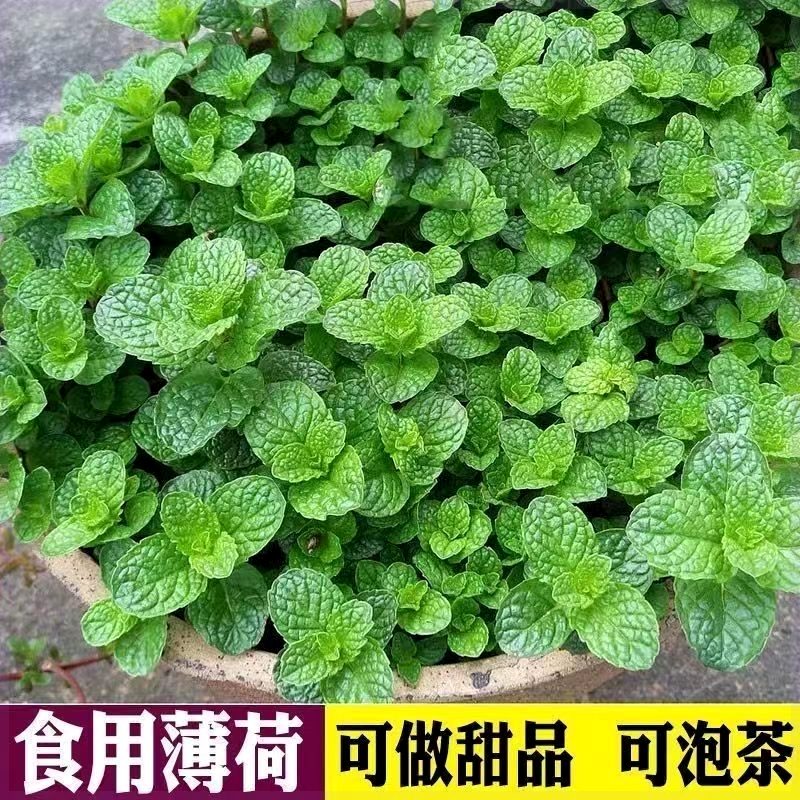 新疆包邮薄荷室内绿植食用薄荷盆栽可吃客厅驱蚊皱叶留兰香办公室 - 图2