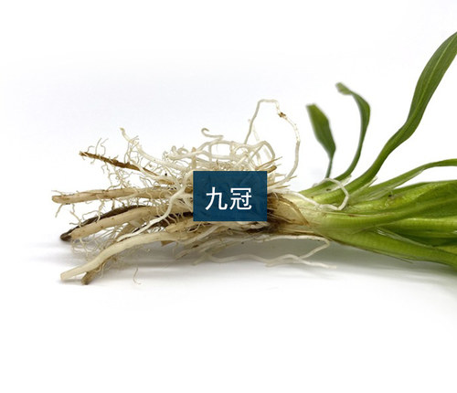 鱼缸真水草迷你小九冠绿九冠沉水活体淡水绿植水族箱造景中后景草 - 图1