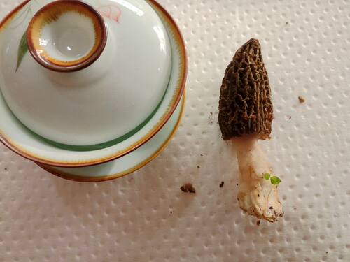 现货野生羊肚菌新鲜丽江土特产优质野生菌羊肚菜1000克包邮 - 图2