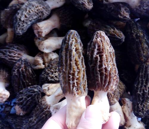 现货野生羊肚菌新鲜丽江土特产优质野生菌羊肚菜1000克包邮 - 图0
