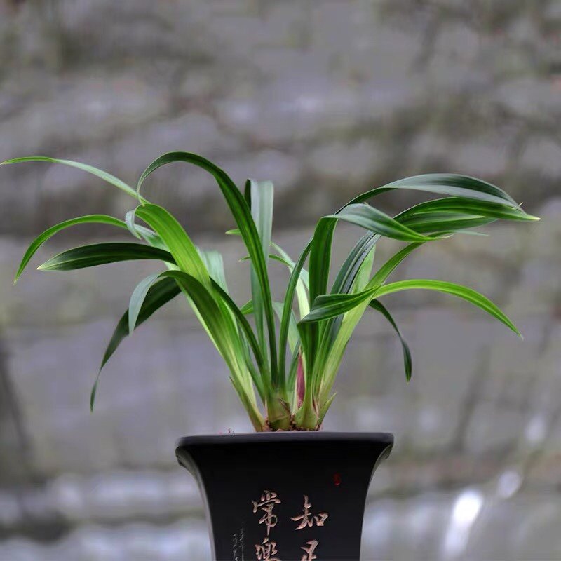 包对版墨兰花卉报岁兰桃姬爪年宵花红花苗经典绿植盆栽园艺高出架,淘宝优惠券,粉丝福利购,淘宝优惠卷