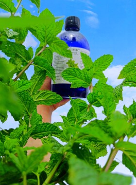 高浓野生薄荷纯露520ml 闭口粉刺痘痘平衡水油收毛孔清爽冰凉清洁