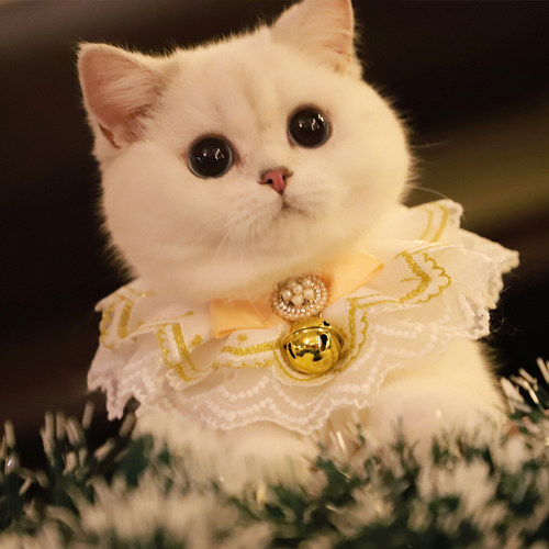 宠物项圈猫咪口水巾猫猫项圈仙女蕾丝配饰口水巾拍照饰品幼猫围嘴 - 图1