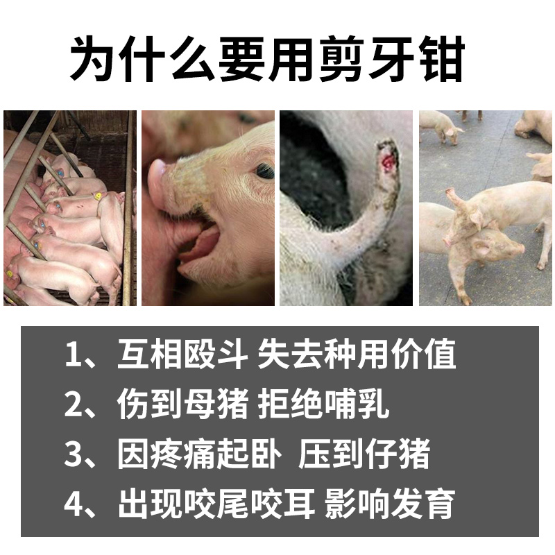 不锈钢小猪剪牙钳仔猪猪用牙齿兽用兔子剪牙器猪牙剪剪猪剪刀钳子