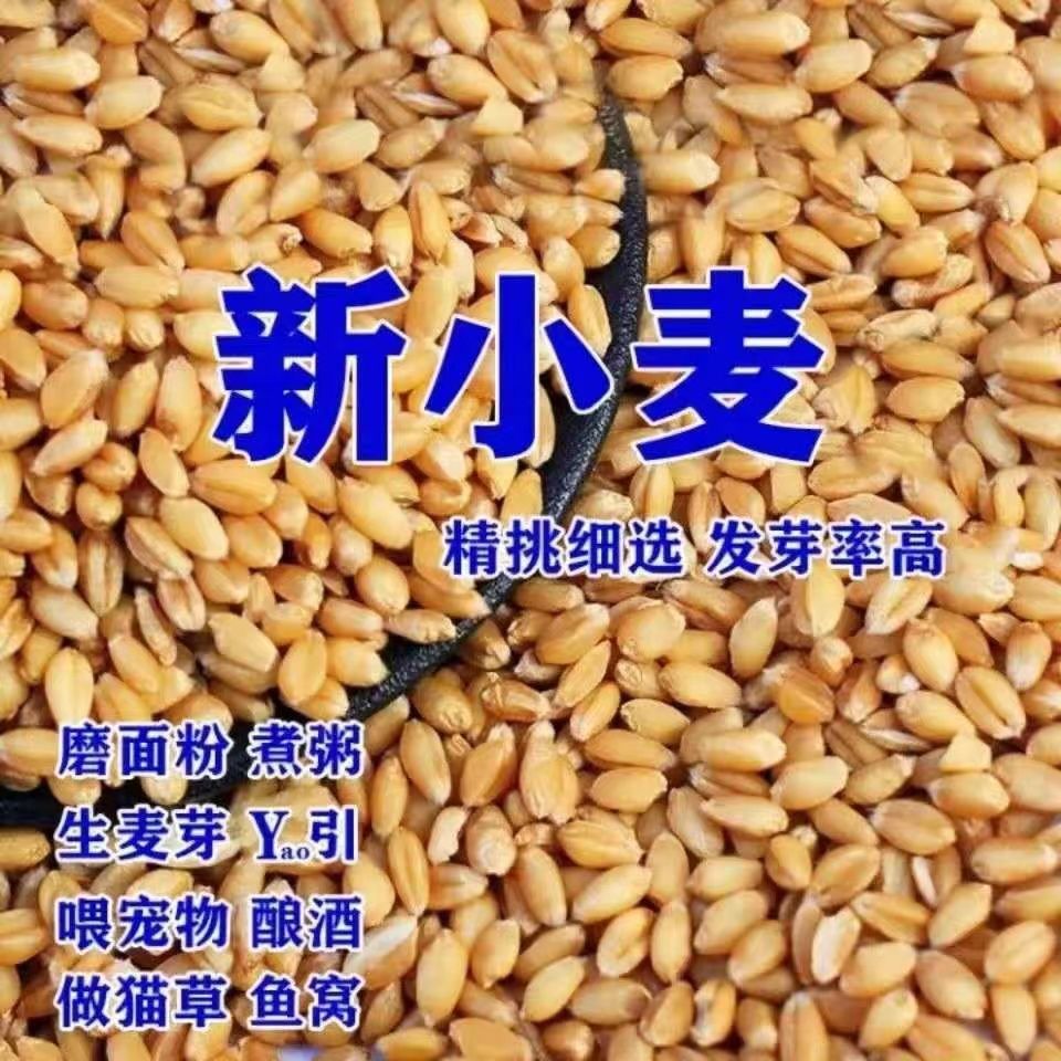 【超低价】新小麦粒食用发苗发芽榨汁、麦芽糖麦小麦粒全麦、猫草 - 图0