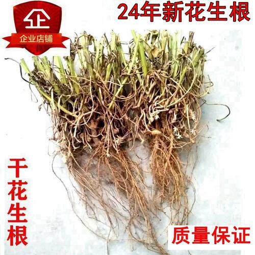 2025年新的花生藤头根 花生头花生根根  干花生根花生根头 - 图3
