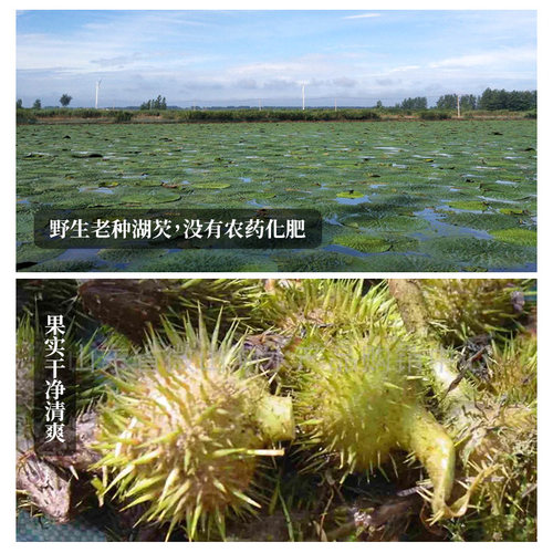 芡实中药材正品 精选特级野生芡实500g 芡实粉炒熟半开芡实米干货 - 图3