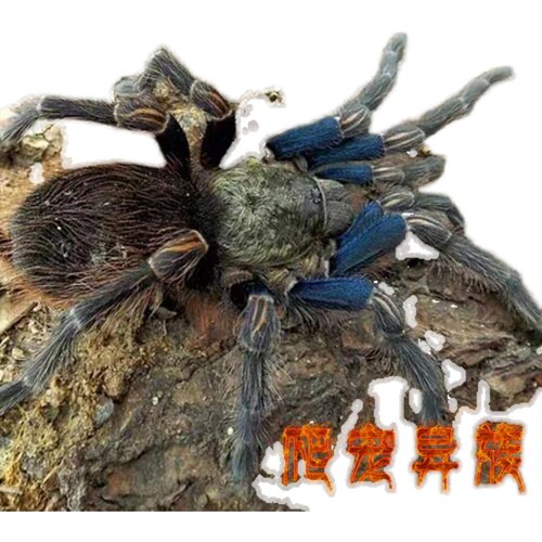 智利蓝腿美人Euathlus truculentus温顺好饲养高端稀有收藏级玩家 - 图1