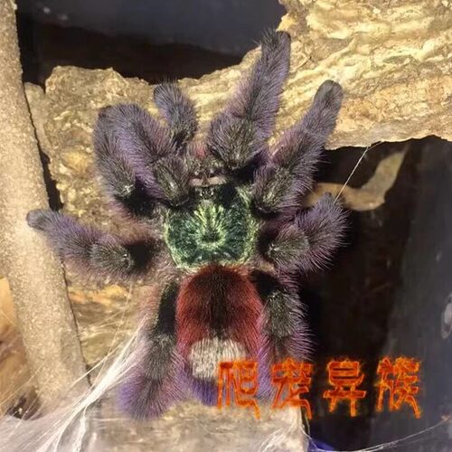 油彩粉红趾活体宠物蜘蛛马提尼克油彩粉红趾4厘米大幼体温顺粉趾 - 图1