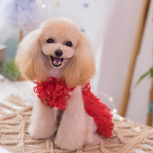JLSC原创手工烈艳红宠物连衣裙猫狗婚纱小型犬夏狗衣服泰迪比熊 - 图0